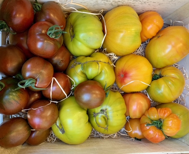 Tomates à coulis caisse de 5kg