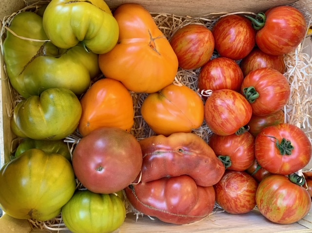 Tomates variétés anciennes au mélange au kg