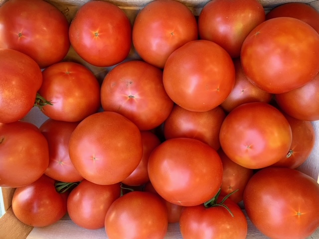 Tomates rondes au kg