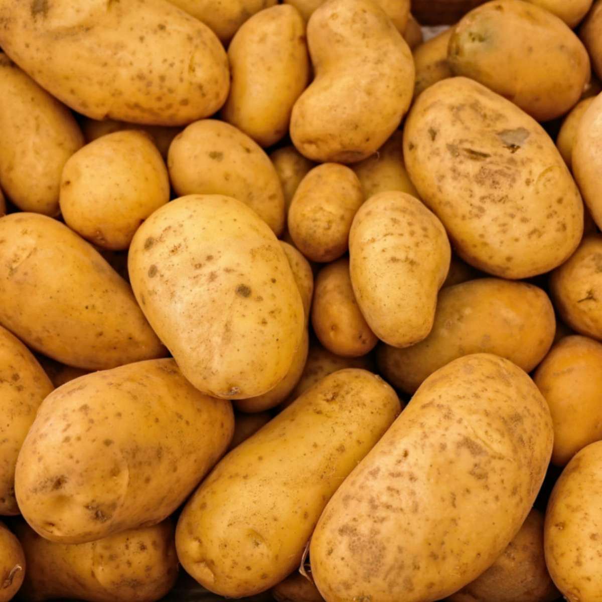Pommes de terre nouvelles au kg