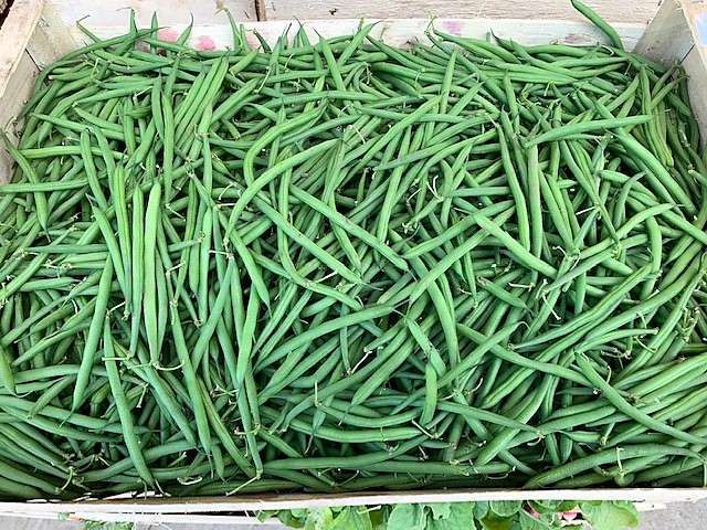 Haricots verts au kg