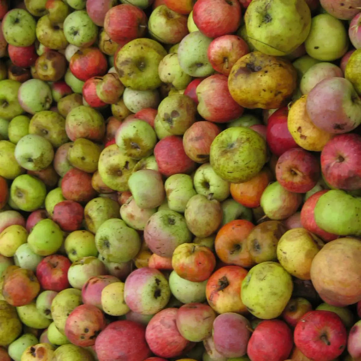 Pommes déclassées, 10kg